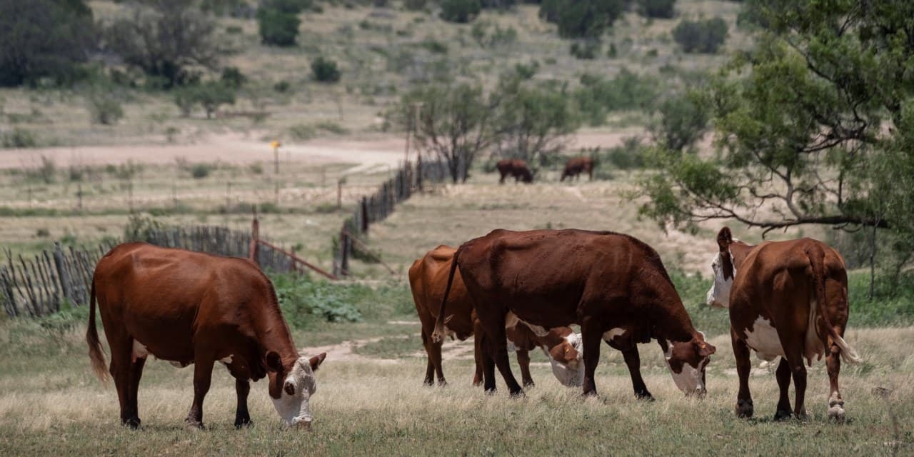 USDA Plans to Pay Smaller Meatpackers to Keep Slaughtering Cattle