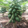 Meru Greens