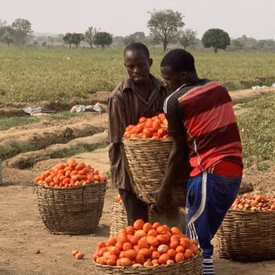 Tomato Jos logo